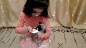 Как чистить складочку у мопса. Уход за мопсом