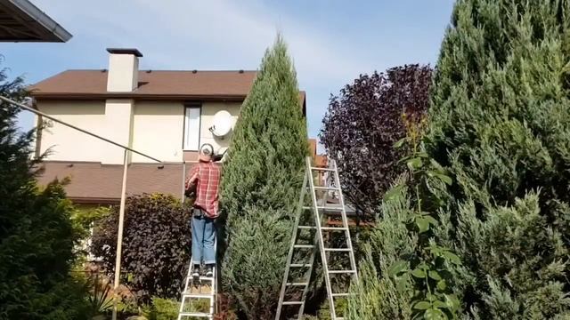 Стрижка декоративной сливы, можжевельника Скайрокет и обычного можевельника. смотреть онлайн