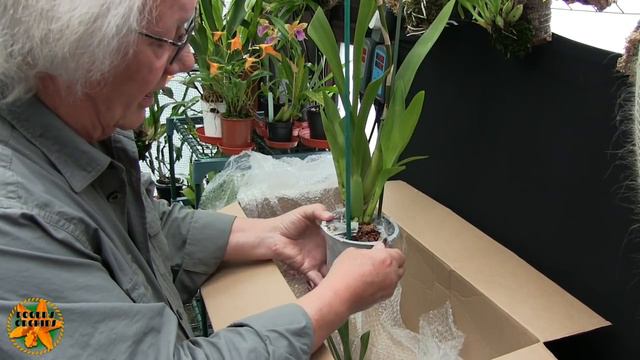 Another Orchid Unboxing And a New Toy смотреть онлайн