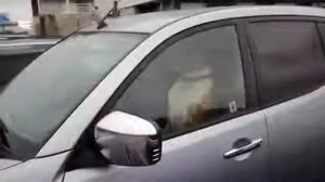 Живая сигнализация Смешная собака сигналит