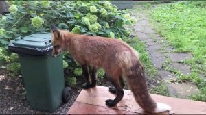 Ли Сяо / Alice the Fox Лиса Алиса (Интересные находки на участке)