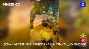Дома у жителя Симферополя нашли плантацию конопли