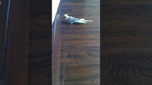 Папугай поет