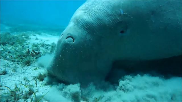Dugong vs Manatee Sea Cows Dugongs and manatees смотреть онлайн