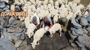 Так доили овец наши предки! Ручная дойка Дагестанских горных овец в хозяйстве Обода