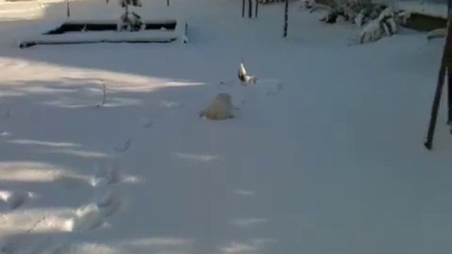 Летом серый, зимой белый