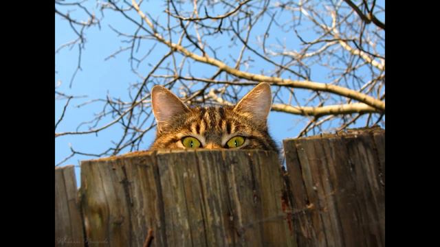 История толстого кота по имени Нисан