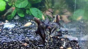 Скалярия дымчатая зебра Смоуки / Pterophyllum scalare