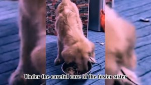 What a Starving Golden Retriever Did After Being Abandoned by Owner of Six Years will Melt Your Hea