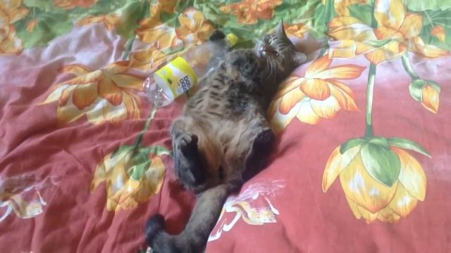 котэ после корпоратива