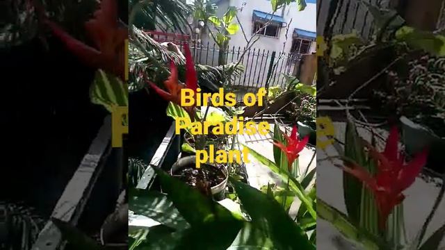 Bird of Paradise a Tropical plant