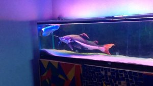 Краснохвостый сом 81 см, рассекает по аквариуму