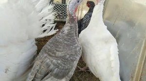 Содержание породной индейки, кур, уток зимой в теплице!!!