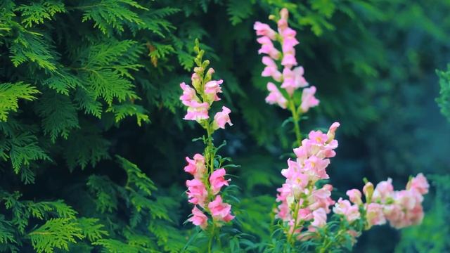 Львиный Зев и Туи теплым летним утром | Футажи красивая природа [FullHD] смотреть онлайн