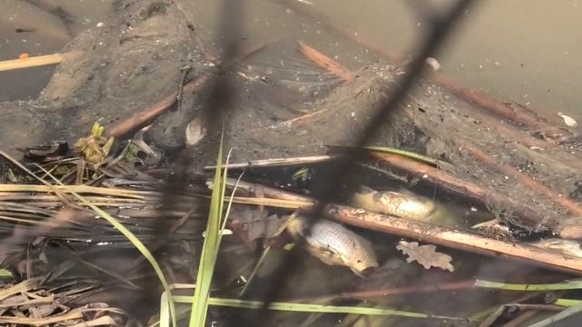 Замор рыбы. Весенний замор рыбы, почему так происходит? Воронежская область. смотреть онлайн