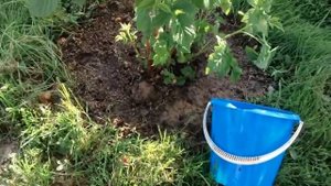 Малина. Уход за малиной в начале лета.mp4