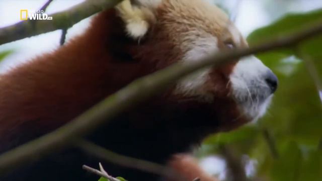 Дикая природа Индии смотреть онлайн