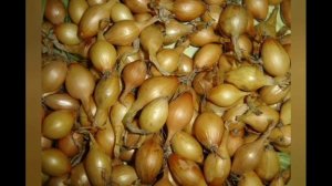 Как выбрать семена лука