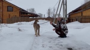 Гепард Герда и её новое путешествие!