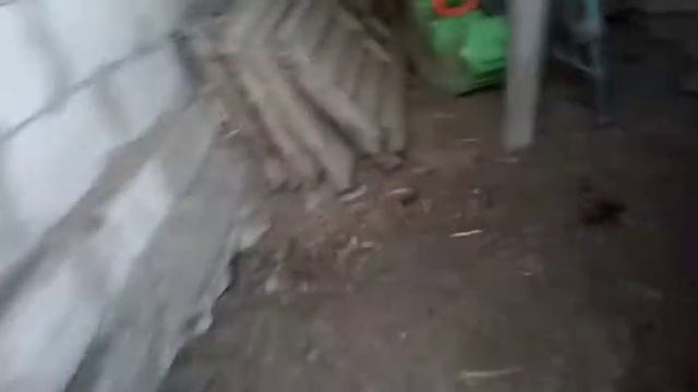 Курица снесла яйцо без скорлупы смотреть онлайн