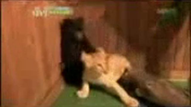 Медведь и Лев вобщем прикол смотреть онлайн