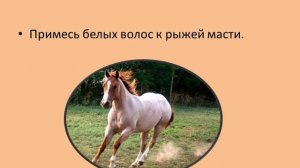 Масти лошадей