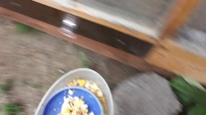 Белковый корм для АМАДИН, ЩЕГЛОВ, индюшат и т/д. Семена одуванчика Начал строить БОЛЬШОЙ дом.