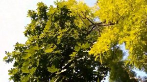 Инжир. Дерево. Инжировое дерево. Фиговое дерево. Смоковница. Бибионе 2019.