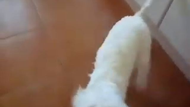 моя мальтезе Вейли бежит в замедленной съёмке смотреть онлайн