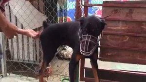 Manual breed for doberman - manual mating