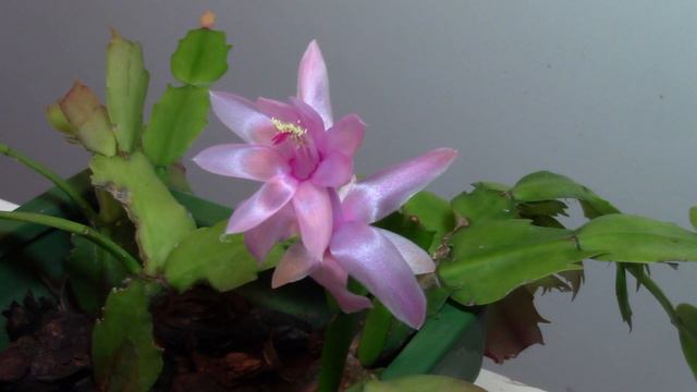 Thanksgiving Christmas Easter cactus смотреть онлайн