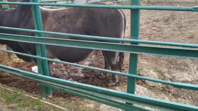 Зоопарк Мена 2019 часть 1 смотреть онлайн