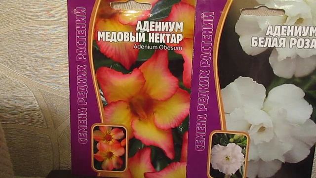 В продажу поступили семена АДЕНИУМА.17.11.2019 смотреть онлайн