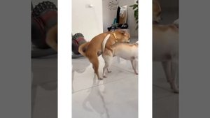MREVIATAR TIKTOK COMPILATION CHIHUAHUA | Niki the angry chihuahua dog | #chihuahua #mreviatar