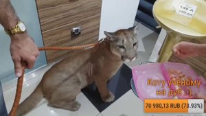 Прямой эфир. Поход за мебелью "21 век"