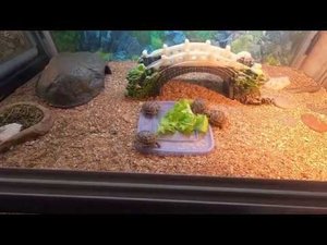 Кормление маленьких среднеазиатских черепах. Особенности питания.