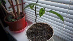 МАНДАРИН ИЗ КОСТОЧКИ ДОМА - ЛЕГКО!