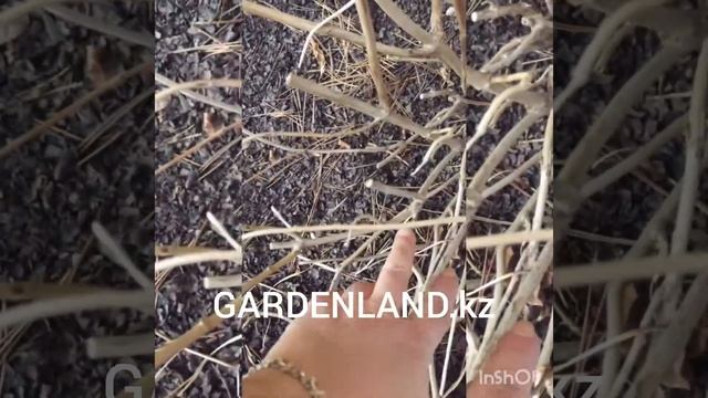 Гортензия о которой мечтают смотреть онлайн