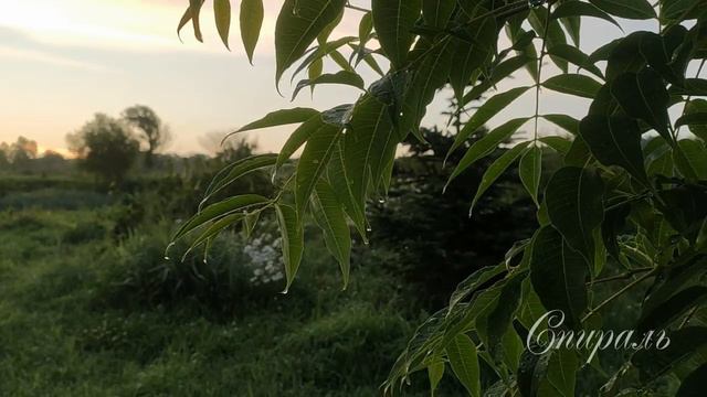 Летний РАССВЕТ смотреть онлайн