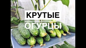 Дачные сезоны с Мариной Рыкалиной. Выбираем и подкармливаем огурцы.