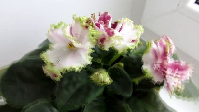 фиалка сорта Стассия смотреть онлайн