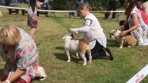 МОНОПОРОДНАЯ ВЫСТАВКА АНГЛИЙСКИХ БУЛЬДОГОВ 06.08.2017. ЧАСТЬ 2.