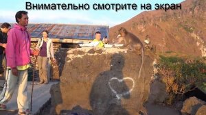 Кто сильней ОБЕЗЬЯНА vs  СОБАКА