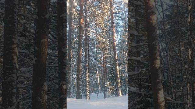 Прогулка по волшебному лесу