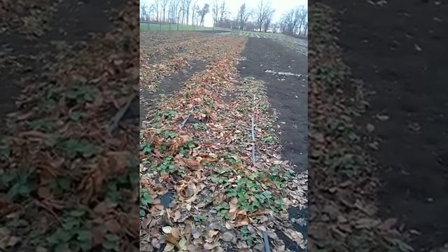 Моя клубника смотреть онлайн