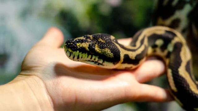 How to Identify Carpet Python? How do carpet pythons hunt? Are carpet pythons aggressive?