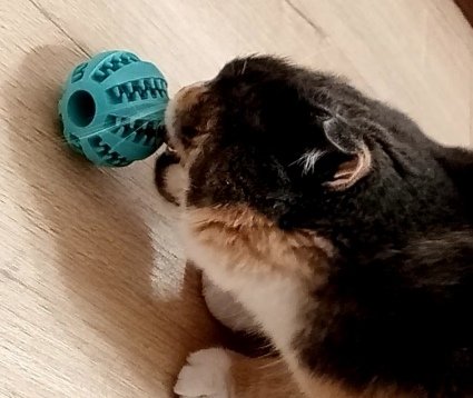 Кормушка для кошки.