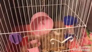 МОЙ ХОМЯК КУСАЕТСЯ?УКУСИЛ ДО КРОВИ? ПОЧЕМУ БЕЛЕЕТ?ДЖУНГАРСКИЙ ХОМЯК!!!