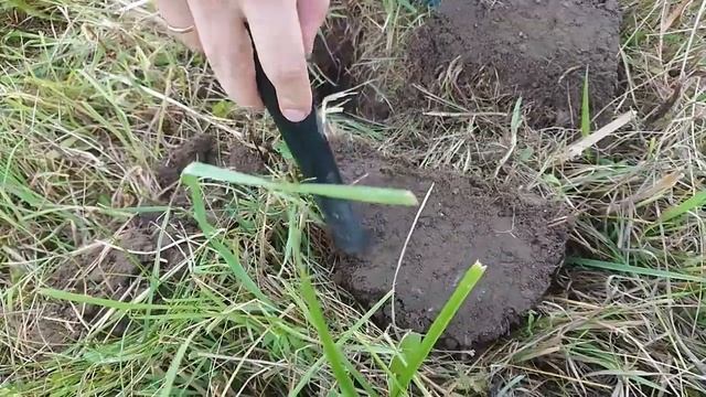 Коп с разведкой топовым металлоискателем AKA Signum MFD-HM. смотреть онлайн