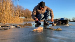 ПЕРВЫЙ И ПОСЛЕДНИЙ ЛЁД В АСТРАХАНИ 2023 ГОДА. ЖОР ОКУНЯ И ГУСТЕРЫ НА МОРМЫШКУ.